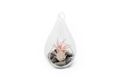 Teardrop Terrarium With Tillandsia Ionantha Fuego & Black Stones