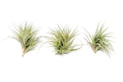 Tillandsia Tenuifolia Air Plant Clumps -Air Plant World TenufoliaClumpTillandsiasupply2