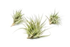 Tillandsia Tenuifolia Air Plant Clumps -Air Plant World TenufoliaClumpTillandsiasupply3