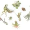 SALE - Tillandsia Air Plant Grab Bag Of Premium Medium & Large Plants - Set Of 10 - 50% Off