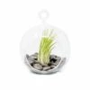 Terrarium Globe With Flat Bottom, Air Plant & Black Stones