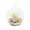 Terrarium Globe With Flat Bottom, Air Plant & River Stones