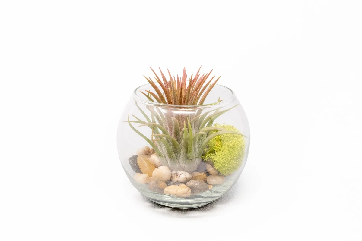 Tillandsia Huamelula Air Plant Bubble Bowl Terrarium 1 Tillandsia Huamelula Air Plant Bubble Bowl Terrarium