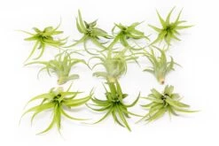 Tillandsia Abdita Brachycaulos Air Plants -Air Plant World Tillandsia Air Plant Abdita 3 382f70b2 5e7c 4abd 93b4 c0b4fdc6bde4