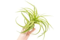 XL Tillandsia Abdita Brachycaulos Air Plants / 7-9 Inch Plants -Air Plant World Tillandsia Air Plant Abdita XL 2
