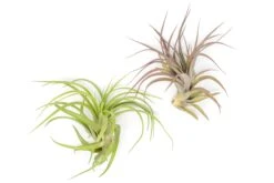 XL Tillandsia Abdita Brachycaulos Air Plants / 7-9 Inch Plants -Air Plant World Tillandsia Air Plant Abdita XL 3 1