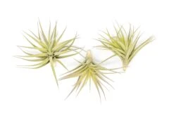 SALE - Tillandsia Aeranthos - Clavel Del Aire - "Carnation Of The Air" Air Plants -Air Plant World Tillandsia Air Plant Aeranthos 1