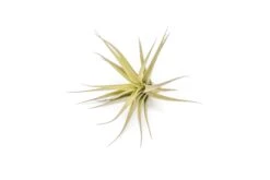 SALE - Tillandsia Aeranthos - Clavel Del Aire - "Carnation Of The Air" Air Plants -Air Plant World Tillandsia Air Plant Aeranthos 3