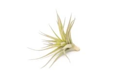 SALE - Tillandsia Aeranthos - Clavel Del Aire - "Carnation Of The Air" Air Plants -Air Plant World Tillandsia Air Plant Aeranthos 4
