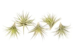 SALE - Tillandsia Aeranthos - Clavel Del Aire - "Carnation Of The Air" Air Plants -Air Plant World Tillandsia Air Plant Aeranthos 5