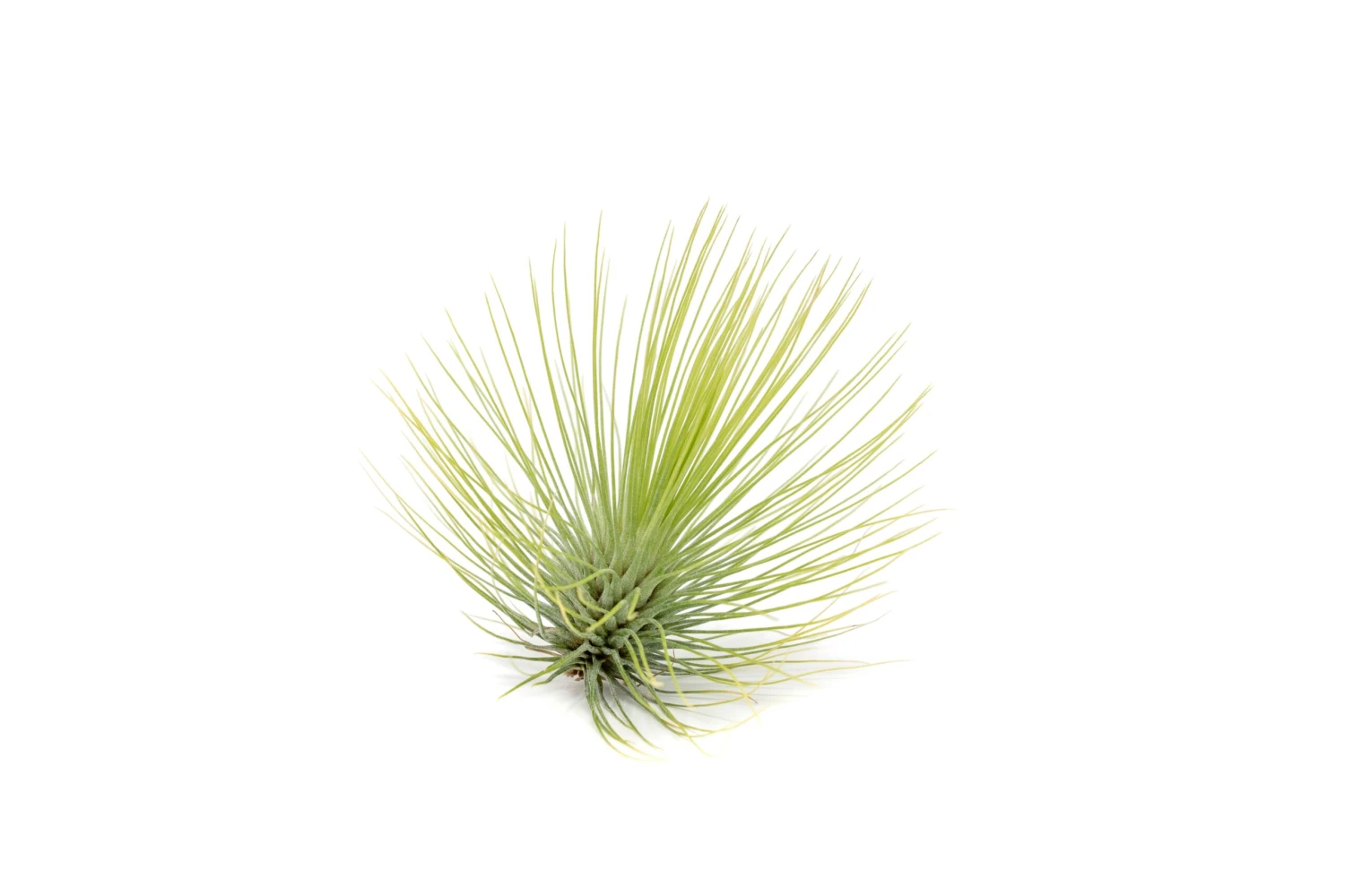 Tillandsia Andreana Air Plant 2 Tillandsia Andreana Air Plant - Image 2