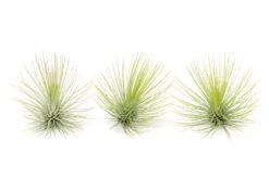 Tillandsia Andreana Air Plants 5 Tillandsia Andreana Air Plants -Air Plant World Tillandsia Air Plant Andreana 15 1