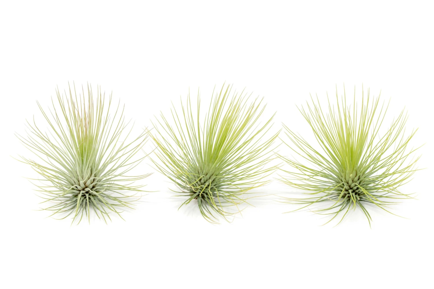 Tillandsia Andreana Air Plant 3 Tillandsia Andreana Air Plant - Image 3