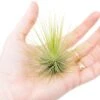Tillandsia Andreana Air Plant