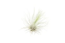Tillandsia Argentea Thin Air Plants -Air Plant World Tillandsia Air Plant Argentea Thin 1