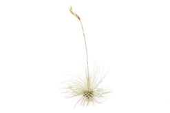 SALE Tillandsia Argentea Thin Air Plants - Set Of 5 Or 10 - 50% Off -Air Plant World Tillandsia Air Plant Argentea Thin 2 b30b7a45 2ef2 4713 86ca 6b0711751908