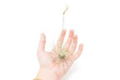 SALE Tillandsia Argentea Thin Air Plants - Set Of 5 Or 10 - 50% Off -Air Plant World Tillandsia Air Plant Argentea Thin 3 87d027bf 6898 4240 a705 932577926057