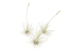 SALE Tillandsia Argentea Thin Air Plants - Set Of 5 Or 10 - 50% Off -Air Plant World Tillandsia Air Plant Argentea Thin 4 beeeca78 b60d 4977 ba0f 91a593397b30