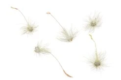 Tillandsia Argentea Thin Air Plants -Air Plant World Tillandsia Air Plant Argentea Thin 5