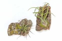 Fully Assembled Air Plant Cork Bark Displays - Multiple Sizes -Air Plant World Tillandsia Air Plant Assembled Cork Bark 1