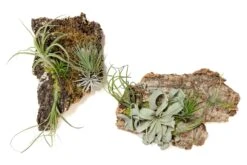 Fully Assembled Air Plant Cork Bark Displays - Multiple Sizes -Air Plant World Tillandsia Air Plant Assembled Cork Bark 10