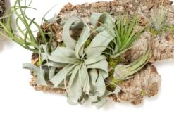 Fully Assembled Air Plant Cork Bark Displays - Multiple Sizes -Air Plant World Tillandsia Air Plant Assembled Cork Bark 11