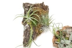 Fully Assembled Air Plant Cork Bark Displays - Multiple Sizes -Air Plant World Tillandsia Air Plant Assembled Cork Bark 12
