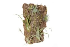 Fully Assembled Air Plant Cork Bark Displays - Multiple Sizes -Air Plant World Tillandsia Air Plant Assembled Cork Bark 14