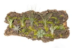 Fully Assembled Air Plant Cork Bark Displays - Multiple Sizes -Air Plant World Tillandsia Air Plant Assembled Cork Bark 17