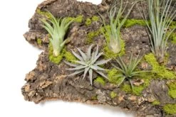 Fully Assembled Air Plant Cork Bark Displays - Multiple Sizes -Air Plant World Tillandsia Air Plant Assembled Cork Bark 18