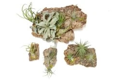Fully Assembled Holiday Air Plant Cork Bark Displays With Red Ribbon - Small -Air Plant World Tillandsia Air Plant Assembled Cork Bark 19 ad57f698 50df 4fc1 9fe1 2d19a51122f3
