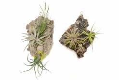 Fully Assembled Holiday Air Plant Cork Bark Displays With Red Ribbon - Small -Air Plant World Tillandsia Air Plant Assembled Cork Bark 2