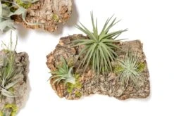 Fully Assembled Air Plant Cork Bark Displays - Multiple Sizes -Air Plant World Tillandsia Air Plant Assembled Cork Bark 21