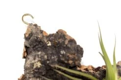 Fully Assembled Air Plant Cork Bark Displays - Multiple Sizes -Air Plant World Tillandsia Air Plant Assembled Cork Bark 3