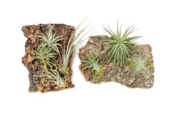 Fully Assembled Air Plant Cork Bark Displays - Multiple Sizes -Air Plant World Tillandsia Air Plant Assembled Cork Bark 6