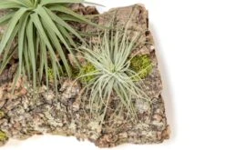 Fully Assembled Air Plant Cork Bark Displays - Multiple Sizes -Air Plant World Tillandsia Air Plant Assembled Cork Bark 9