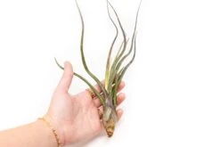SALE - Tillandsia Baileyi Air Plants - Set Of 5 Or 10 - 50% Off -Air Plant World Tillandsia Air Plant Baileyi 3 72820c34 ac33 4317 992d 07bb7522d35c