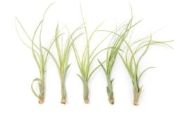 Tillandsia Balbisiana Air Plants -Air Plant World Tillandsia Air Plant Balbisiana 2