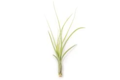 Tillandsia Balbisiana Air Plants -Air Plant World Tillandsia Air Plant Balbisiana 4