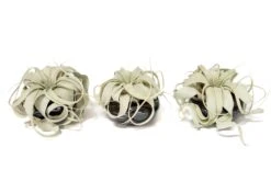 Air Plant Miniature Dish Garden With Tillandsia Seedling Xerographica -Air Plant World Tillandsia Air Plant Black Glazed Terracotta Pot Dish 11