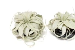 Air Plant Miniature Dish Garden With Tillandsia Seedling Xerographica -Air Plant World Tillandsia Air Plant Black Glazed Terracotta Pot Dish 12