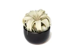 Black Glazed Terracotta Pot For Tillandsia Xerographica & Large Plant Assortments -Air Plant World Tillandsia Air Plant Black Glazed Terracotta Pot Dish 15