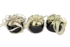 Black Glazed Terracotta Pot With Tillandsia Xerographica Air Plant -Air Plant World Tillandsia Air Plant Black Glazed Terracotta Pot Dish 18 049b0959 da35 4d14 a78b b1476f644931