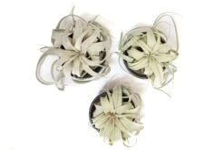 Black Glazed Terracotta Pot With Tillandsia Xerographica Air Plant -Air Plant World Tillandsia Air Plant Black Glazed Terracotta Pot Dish 19 5043e3a9 1d24 4870 b7f7 5395e2c8f2f2