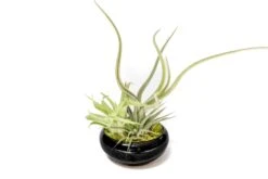 Fully Assembled Tillandsia Air Plant Dish Garden In Black Glazed Container -Air Plant World Tillandsia Air Plant Black Glazed Terracotta Pot Dish 2