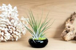 Miniature Black Glazed Tillandsia Air Plant Dish -Air Plant World Tillandsia Air Plant Black Glazed Terracotta Pot Dish 2 8ae27058 232a 4cf4 a5e9 207914d00fc7