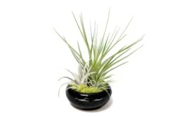 Fully Assembled Tillandsia Air Plant Dish Garden In Black Glazed Container -Air Plant World Tillandsia Air Plant Black Glazed Terracotta Pot Dish 3