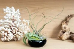 Fully Assembled Tillandsia Air Plant Dish Garden In Black Glazed Container -Air Plant World Tillandsia Air Plant Black Glazed Terracotta Pot Dish 4 7ae704c7 c9e1 47cf bfb7 94224e63df90