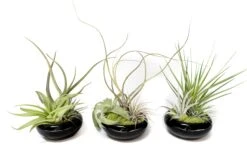 Fully Assembled Tillandsia Air Plant Dish Garden In Black Glazed Container -Air Plant World Tillandsia Air Plant Black Glazed Terracotta Pot Dish 5