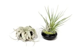 Fully Assembled Tillandsia Air Plant Dish Garden In Black Glazed Container -Air Plant World Tillandsia Air Plant Black Glazed Terracotta Pot Dish 6